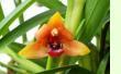 Maxillaria