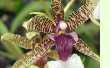 Oncidium 