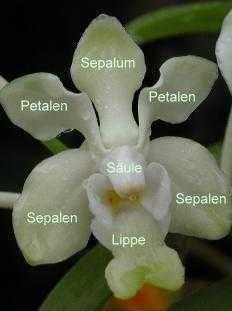 Aufbau einer Orchideenblüte - Zum vergrößern klicken Aufbau einer Orchideenblüte
