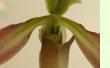 Paphiopedilum appletonianum