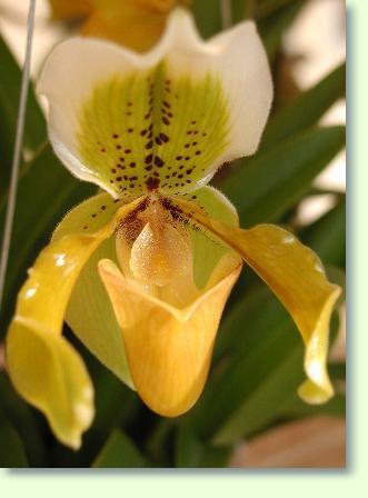 Orchideen krankheiten bilder