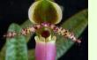 Paphiopedilum