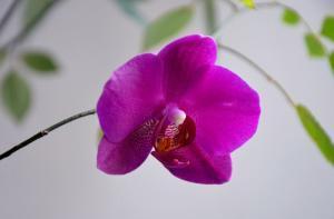 pflegeleichte Orchidee