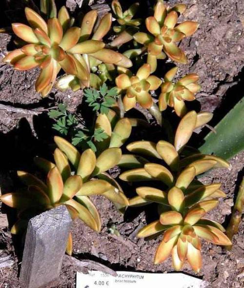 Pachyphytum Pflege Der Pflanze Pflanzenfreunde Com