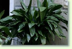 Metzgerpalme Aspidistra elatior