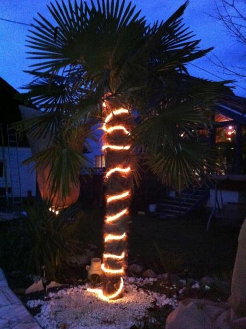 Die richtige Palme für den Garten kaufen