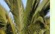 Phoenix canariensis - Kanarische Dattelpalme