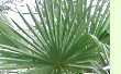 Trachycarpus latisectus - Windamerpalme