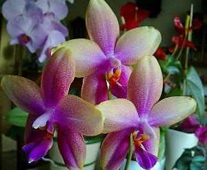 Phalaenopsis-Orchidee