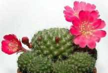 Kaktee: Rebutia