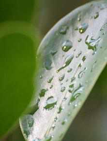 Zum vergrößern klicken Regenwasser