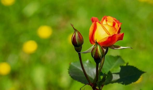 Rosenblüte in einem Garten