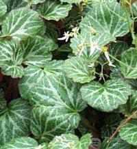 Saxifraga stolonifera, hängender Steinbrech