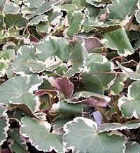 Saxifraga stolonifera Tricolor