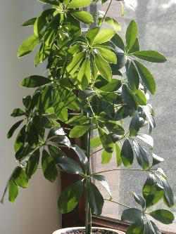 Schefflera actinophylla