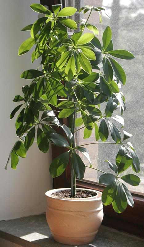 20 Samen Strahlenaralie/Fingeraralie Schefflera arboricola