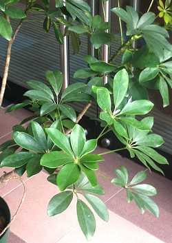 Schefflera actinophylla