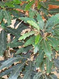 Schefflera elegantissima ‘Castor‘