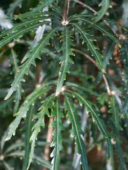 Schefflera elegantissima