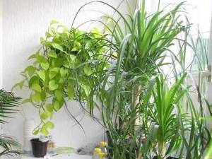 Pflanzen im Schlafzimmer