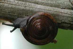 Schnecke auf einer Orchidee