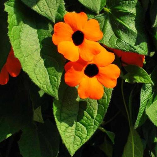 pflanze schwarz�ugige susanne