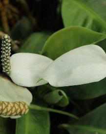 Spathiphyllum floribundum