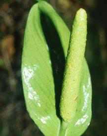 Spathiphyllum silvicola