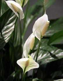 Spathiphyllum wallisii