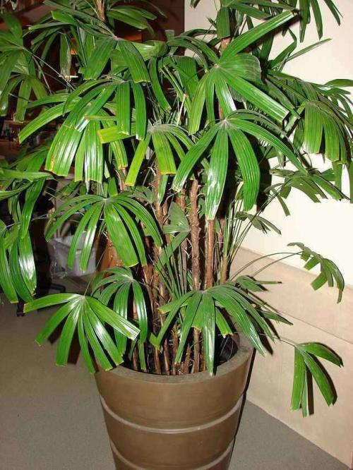 160/180 cm // Zimmerpflanze Steckenpalme auch für dunkle Ecken Palmenlager Rhapis excelsa 