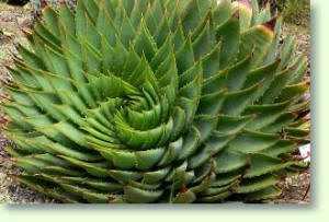 Aloe polyphylla