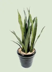 Sansevieria kaufen