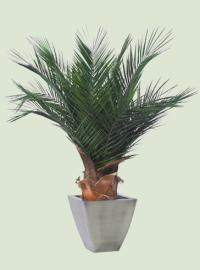 Palme kaufen