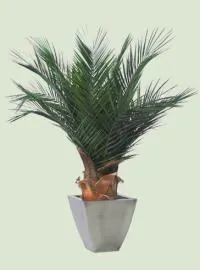 Palme kaufen