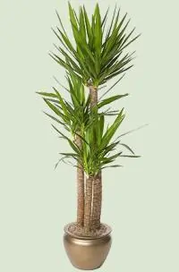 Yucca kaufen