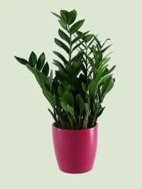 Zamioculcas kaufen