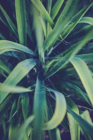 Yucca-Palme