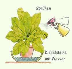 Asplenium einsprühen