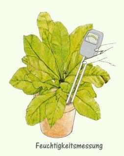 Scolopendrium vulgare - Feuchtigkeitsmessung