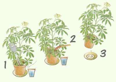 20 Samen Strahlenaralie/Fingeraralie Schefflera arboricola