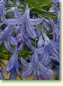 Agapanthus Sarah bagham