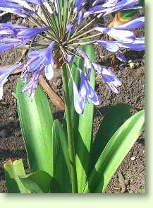 Agapanthus orientalis / schmucklilien