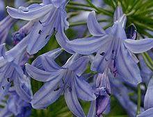 Stauden  / Agapanthus