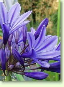 Agapanthus Midnight Star / Schmucklilie