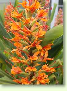 Agastache aurantiaca 'Apricot Sprite'