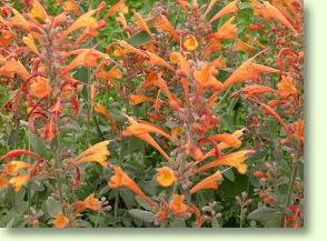 Agastache aurantiaca 'Apricot Sprite'