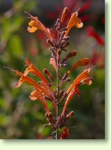  Agastache aurantiaca 'Apricot Sprite' 