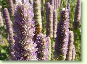 Agastache foeniculum - Anis-Ysop