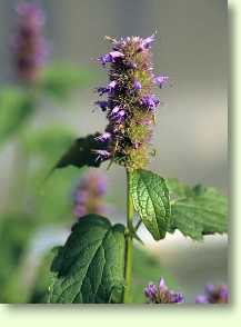 Agastache foeniculum - Anis-Ysop