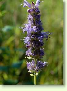 Agastache foeniculum - Anis-Ysop